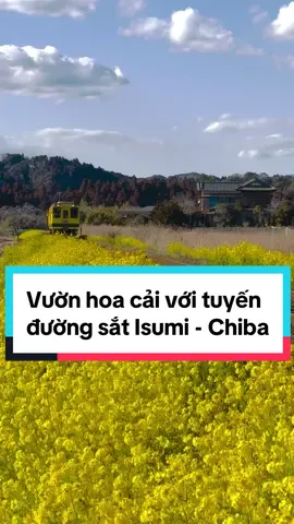 Chuyến tàu vàng chạy giữa cánh đồng hoa cải rực rỡ❤️ #chiba #isumirailway #japan #travel #phuotbuijptutuc @Phượt Bụi JP 