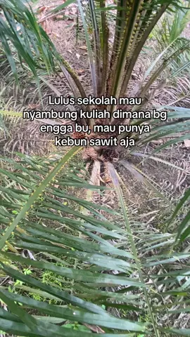 #sawit #sawitontiktok #petanimuda #storywha #tokesawitmuda #kebunsawit #sawitbalap #kelapasawit #sawitkalimantan #kalimatanbarat #fyppppppppppppppppppppppp 