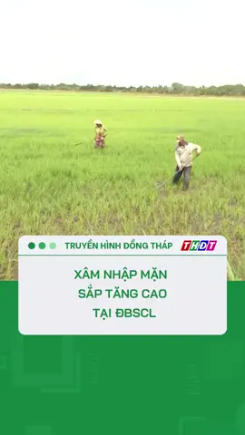 Xâm nhập mặn sắp tăng cao tại Đồng bằng sông Cửu Long. #tiktokthdt #thdt #dongthaptv #dongthap #mcv #tiktoknews