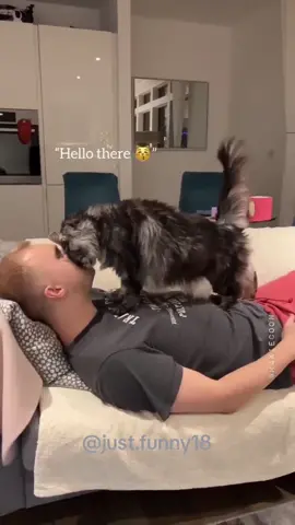 The end  sweet🥰 episode319#cat#pet #friends #catsoftiktok 