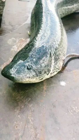 OMANYI EMMAMBA?…….. #3  @SalongoZolomboka  @SalongoZolomboka 🐟Facts#🐟Factsw of lung fish/Emmamba (protropterus) #buladiziike #thefishspecialist #ByaZiikeFilm #emmamba #lungfish #africanlungfish #ssalongozolomboka #zolombokafamily #KanoTekalinda #waliwokano #fishing #fishing #lakevictoria #food #Recipe #facts #fppppppppppppppppppp  @SalongoZolomboka #foryou 