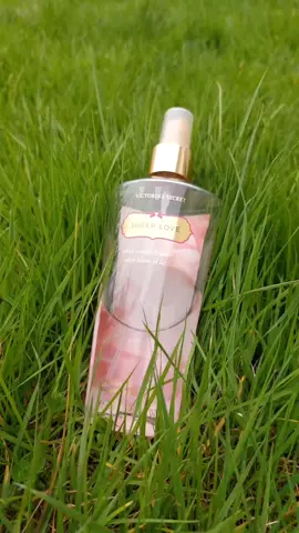 SOTD >> Victoria's secret Sheer love, white cotton and pink lily (discontinued for some reason) ,fragrance mist. Review >> has a subtle fragrance, long lasting a shame, and one of the brand that are in demand when I was in high-school lol. I thought to collect them, but at the same I thought why would I, lol..not sure why I ahbe those thought haha.. until now still a battle if I will or not, not happy with bottle size too big, guess I have to buy fewer ml lol overall its a lovely scent fresh strong floral for me, felt like teenager hahaha #perfumes #collection #fragrancemist #victoriassecret #fragrances #scentaddict #perfumecollector #filters #editingphotos #photgraphy #reels #fypage 