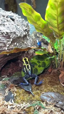 This Frog is Called a Green Sipaliwini🐸#poisondartfrog #frog #amphibian #reptileroom #fyp