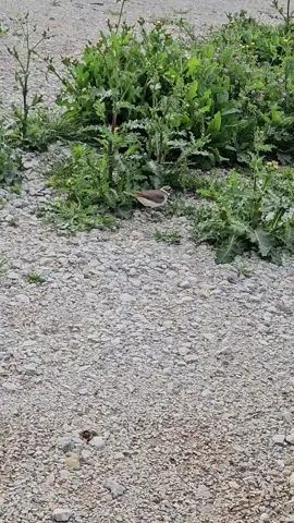 Killdeer doing the broken wing trick to protect her nest!   #killdeer #bird #nest #eggs #wildlife 