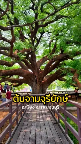 #CapCut ต้นจามจุรียักษ์ จ.กาญจนบุรี ที่นี่เป็นต้นไม้ที่สวยและมีขนาดใหญ่มากๆ ประมาณ 10คนโอบ #ต้นจามจุรียักษ์ #กาญจนบุรี #สะพานข้ามแม่น้ําแคว #tiktokพาเที่ยว 