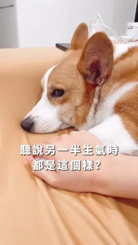 王子病要怎麼哄？ #柯基 #小狗 #柯基控  #corgilove #corgidogs #柯基犬呆寶 #熱門流量推薦🙆‍♂️🙆‍♀️ #熱門推薦 