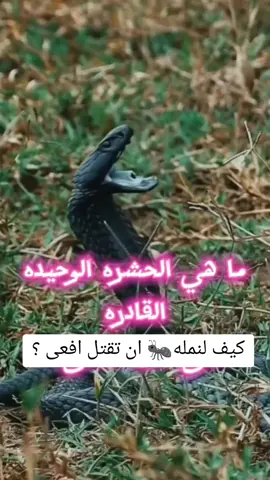 الحشره الوحيده التي تستطيع الانتصار على الافعى في نهاية كل رحله ؟ #افعى #غرائب #تخاريف #فلسطين  #الافعى #tiktoklive #tiktok #foryoupage #foryou #viral #CapCut 