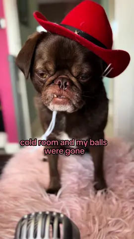 If dogs had a podcast 🐶🎙️@Josh Benson 