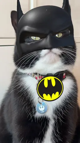 spotted: lovechild of batman and catwoman #mycatjyn 