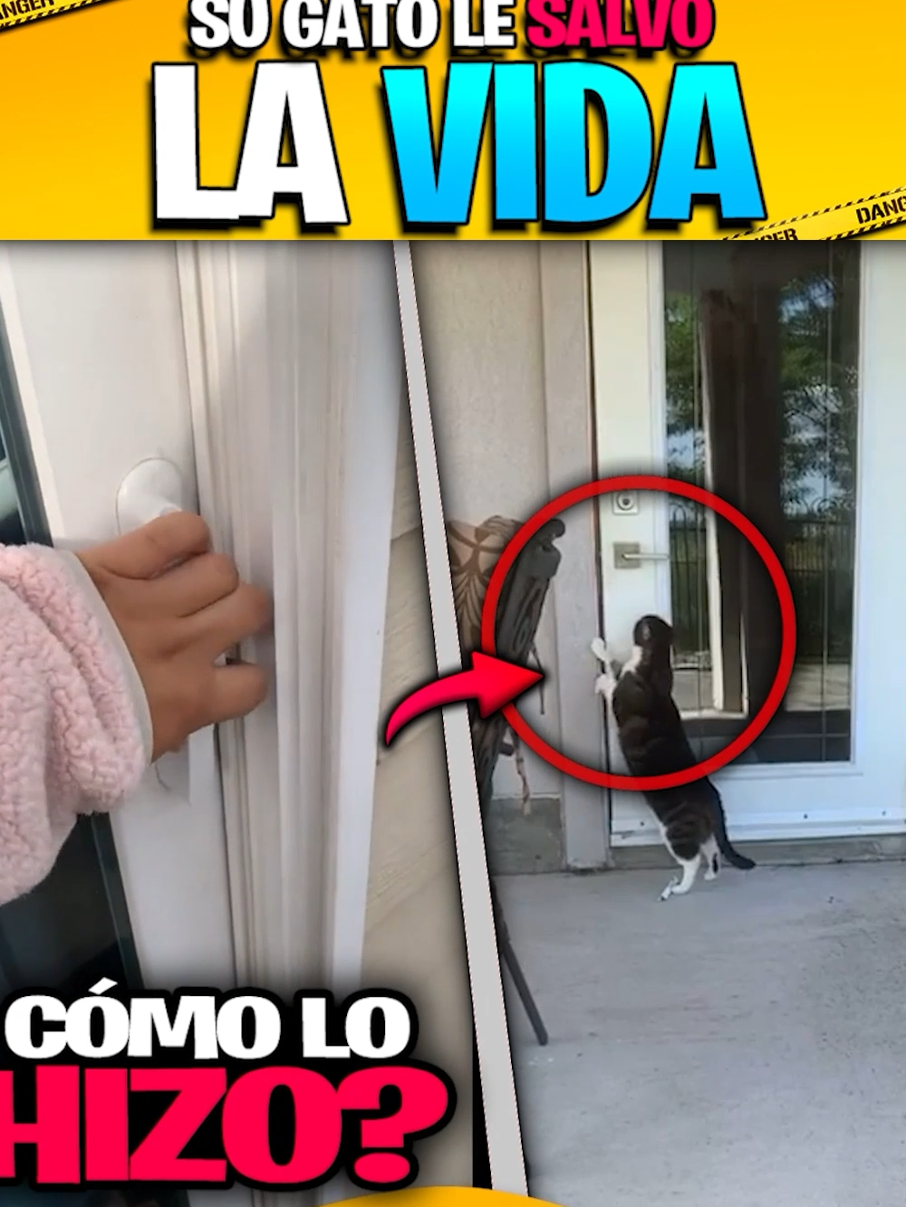 Su gato le salvó la vida 😸 #wow #gato #amor