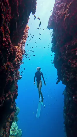 Pure love💙🪸🐠🤿 #ocean #freediving #coralreef #travel #philippines #panglao #napalin #underwater #freedivinggirl @GoPro 