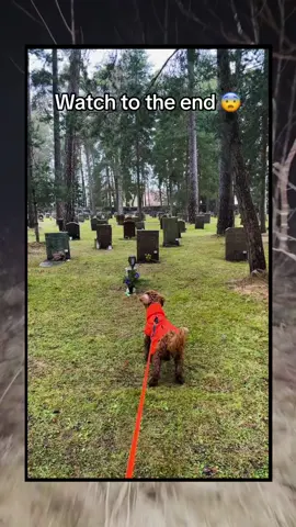 🎥 @jullisen 👈 Im gonna trust my dog tbh 😩⚠️ #haunted #graveyard #dog #fypシ゚ #xyzabc #realhorrortok 