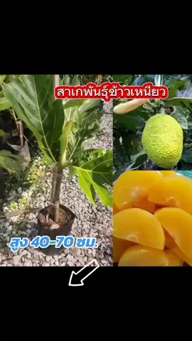 #ต้นสาเกพันธุ์ข้าวเหนียว สูง 40-70 ซม. ต้นสาเกมีความสูงเต็มที่ได้ถึง 20 เมตร มียางขาว มีใบใหญ่และหนา ร่องใบลึกถึงก้าน ทุกส่วนของสาเกมียางสีขาวข้น ผลกลมรีคล้ายขนุน แต่ลูกเล็กกว่า เปลือกนอกสีเขียว เนื้อในสีเหลือง ผลใหญ่ เมื่อสุกเนื้อเหนียว ไม่ร่วน นิยมปลูกเพื่อทำขนม #พืชเศรษฐกิจ #ต้นสาเกข้าวเหนียว #พันธุ์ไม้สวนโชติมณี #สวนโชติพันธุ์ไม้ราคาถูก #สกลนคร 