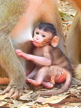 Good baby monkey happily drink mama milk so yummy  #rescuemonkey #funnymonkey #lovelymonkey #babymonkey #adorablemonkey #monkeymovie #funnyanimals #funny #monkeymovie #rescuemonkey 