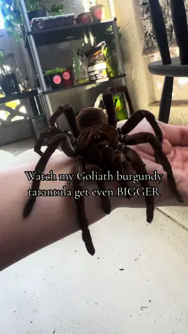 My LARGEST tarantula just got bigger?  #goliathbirdeatertarantula #tstirmi #venomous #bigassspider 