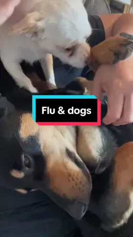 Make it stop 😵‍💫 puppys do make it better tho #dogsoftiktok #dobermanpuppy #doberman #chihuahua #puppylife 
