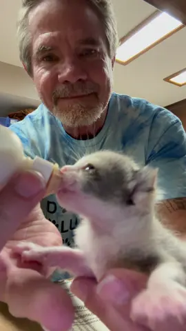 Misty is groing like a weed. @stefanie.lynn00 @Wesley @Shailee Ketcham @Maddie <3 @Loop #fyp #davidloop65 #catdad #catdaddy #cattok #catsoftiktok #catmom #catlover #kitten #kittensoftiktok 