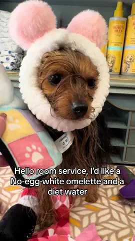 Americas next too model #QueenBea #Tiktokyorkies #yorkies #foryou #foryoupage #fypシ゚viral #yorkie #dogs #puppies #doggos #for #fypシ #humor #f #foryourpage #trend #trendy #trending #sweet #Love #model #modeling #dog #puppy #StartWithMake 