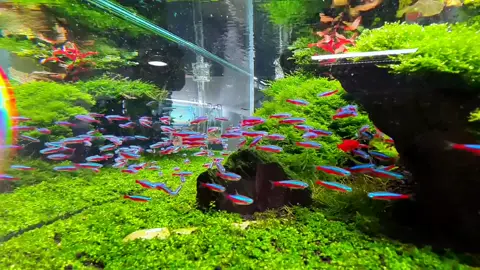Neon bơi đàn thả bể thủy sinh vẫn rất cuốn #ca #neon #thuysinh #beca #phukien #setup #tiktok #viral #trend #xuhuong #mayaqua 