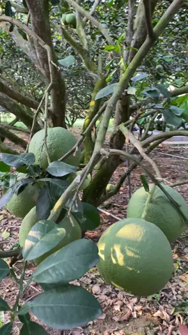 Chuyên cung cấp số lượng lớn bưởi Tân Triều lh: 056581855 #bưởiđườngcamtântriều #bưởigiátạivườn #bưởitantrieudongani #bưởi #cungcapsiduongcam #tráicâytạivườn #buoidaxanhruotdo #giátạivườn #buoidaxanh  #xuhuongtiktok #nongsanviet 