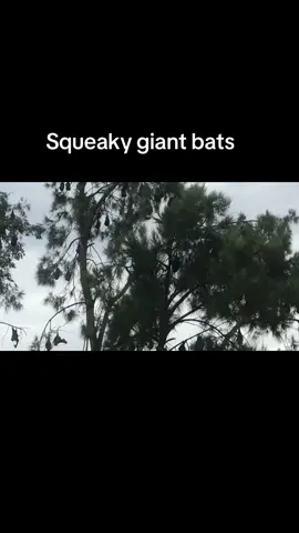 They sound like someone threw a Chihuahua off a sand castle bro  #bats #flyingfoxes #goth #bat #black #vampirecore 