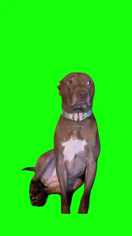 #FUNNY #CapCut SUSPICIOUS DOG meme. #greenscreen #greenscreenvideo #greenscreenoverlays #fyp #fypシ #fypage #fypppppppppppppppppppppppppppppppppppppppppppppppppppppppppppppppppppppp #fyppage #fypシ❤️💞❤️ #meme #memes #memestagram #freefirememe #memepage #viral #viralvideos #viralreels #viralvideo #viralpost #meme2024 #trend #trendy #trending #trendingreels #trendtiktok #trendingtiktok #trendy #dog #dogmeme #dogmemes