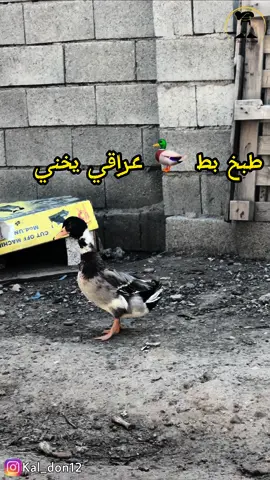 طبخ خضيري او بط عراقي #رمضان_مبارك #اكسبلو #شيف #خلدون #انستا_kal_don12 #صلاح_الدين_تكريت #قرية_سمره_العزه 