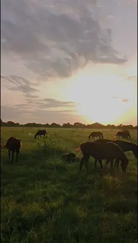 #njaraHumba#sumbatimur_ntt 