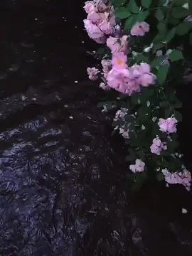 “ Người thích hoa sẽ hái, nhưng người yêu hoa sẽ tưới nước. Cho nên giữa thích và yêu, làm sao có thể so sánh được ” #foryou #fyp #trichdanhay #曲尽陈情 #nhaccophong #phongcanh #jing 