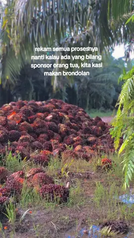 #sawit #kebunsawit #petanisawit #petanimuda #sawitontiktok 