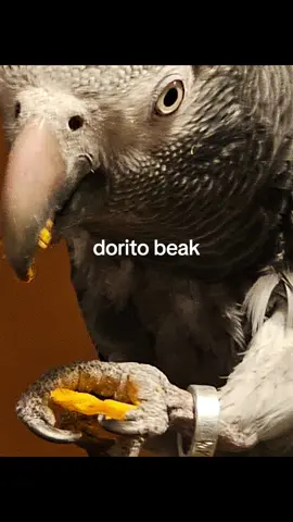 emrys loves doritos. she hardly ever gets them #africangrey #parrots #birdsoftiktok 