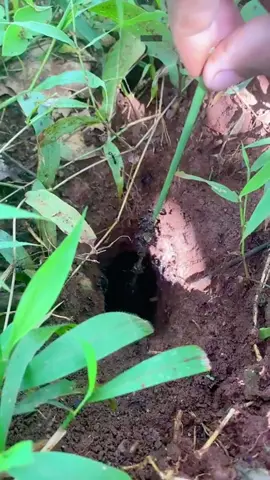 Bare hands harvest 🐜bullet ants and 🦗cricket insect are so cool #ants #harvest #crickets #foryou #fyp
