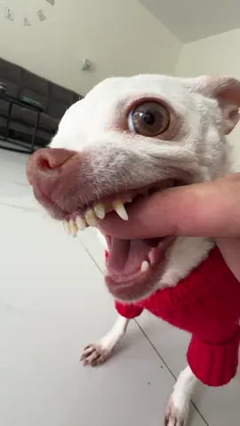 Niki gots a new sweater🤣🤣 #fyp #chihuahua #nikiozeri #mreviatar #angrydog #dog #kuchikuchi #niki 