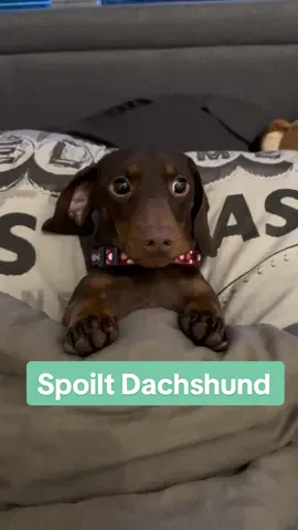 😂😂This is hus thoughts all day, everyday. Spoilt!  😂  #dachshund #minidachshund #dachshundsoftiktok #wienerdog #dachshunds #sausagedog #funnydogvideos #spoiltdog 
