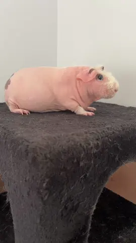 #skinnypig #guineapigs #guineapig #funnyanimals #hairlessanimals 