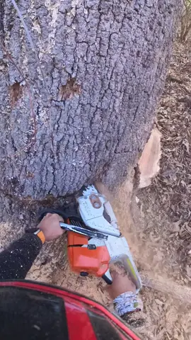 👍🏼🌲🌳#treework 