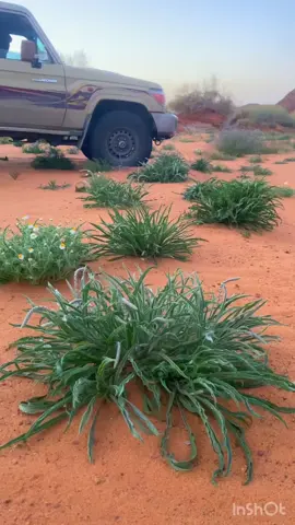 👋🏽#اكسبلور #اكسبلورexplore #الطبيق_حرة_الحره_الخنفه_القريات_طبرجل #ربيع #ربيع_الشمال 