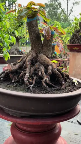 ngắm mấy e cuối tuần##caybonsai #maivàngbonsai ##tứquyghépdaphúc ##maitứquý 