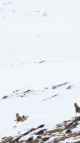 Snow Leopards on the Hunt #natureismetal #wildanimalsoftiktok #impossiblecatchoncamera #natureisbrutal #amazinganimalsworld