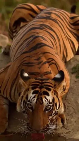 The tiger is the largest feline in the world, in terms of strength and size.  It has large limbs and long claws, as well as long canine teeth. A Bengal tiger's canine can measure between 7.5 and 10 cm in length, and with its strength, it is considered one of nature's largest predators. They can eat up to 10 kg of meat at once! . Despite being found in some countries, this animal is still threatened with extinction, due to its very beautiful and thick skin. It is a wonderful and fantastic animal, which deserves to live free and happy in the wild. #amazing #amazingvideo #beautiful #Wonderful #wonderful #animals #animais #cat #cats #tiger #tigre #lion #jaguar #onça #felinos #naturelovers #natureza #nature #Love 