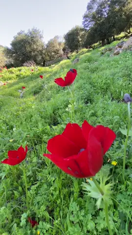 احمد الله لو همومي كثير وقاسيات لاذكرت الله تجلت همومي كلها #oops_alhamdulelah دائماً وأبدا  #ديار_النشاما🇯🇴🇸🇦 #اربد #وادي_النوم #عمان #الأردن #ربيع_الأردن #ديار_النشامى🇯🇴❤️ #🇯🇴🇸🇦