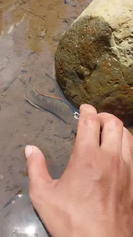 Nemu ikan channa saat selokan sawah surut! #ikanchanna #channa #channalimbata #mancing #fishing #bolang #fyp #fypシ #xyzbca 