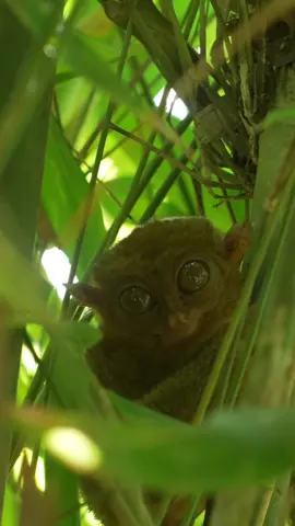 Meet one of the world’s smallest primates, the adorable Tarsier! ✨  While on the island of Bohol, we made a quick stop at the Tarsier Sanctuary. Nestled in the heart of the Bohol, this sanctuary offers a rare glimpse into the world of these captivating creatures. As you wander through the lush rainforest, you’ll encounter these unique primates in their natural habitat. These tiny creatures, found in only in SEA, have eyes larger than their brains and are skilled nocturnal hunters. Despite their small size, they can leap distances up to 16 feet in a single bound! They are also the only primates capable of rotating their heads a full 180 degrees! Check out our full video over on Youtube for more Bohol itinerary ideas! #PhilippinesAdventure #TarsierSanctuary #BoholTravel #ExplorePH #TarsierEncounter #DigitalNomadLife #NomadAdventures #PhilippineWildlife #TravelTarsiers #NomadLife #PhilippinesNature #TarsierConservation # #NomadExplore #PhilippinesJourney #tarsierrecords 