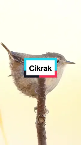 Eurasian wren  atau Cikrak #eurasianwren #cikrak #burung #bird #kicaumania #birdsound #kicauburung #capcut #arkaan 