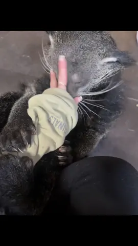 Zambia 🐻🐱 The best baby 🤎💛 #bearcat #binturong #zookeeper #zoo #catsoftiktok #cat #zoolife #wildanimals #animalsoftiktok #animals #foryou #foryourpage #fyp #foryoupageofficiall #enrichment 