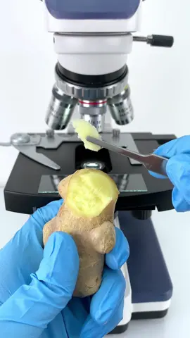 Putting ginger under a microscope and zooming it in 400 times is really awesome. #microscope 