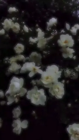 貴方にとって忘れられない人は？ #fyp #雰囲気 #儚い #素材 #素材配布 