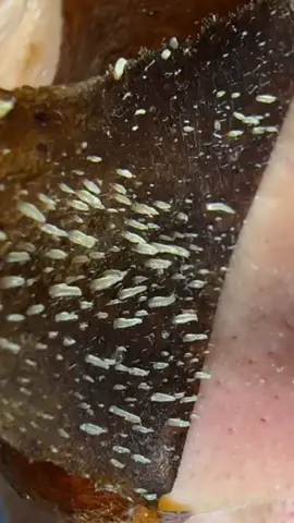 Gel Lột Mụn Đầu Đen Lucky Star Lột Lột Đến Đâu Sạch Sâu Tới Đó  #lotmunthanhoattinh #gellotmunluckystar #mundauden #matnalotmun #lamdep #xuhuong #thinhhanh 