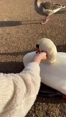 Touch a swan for the first time🦢#interesting #animal #pet #cute #bird #swan#foryou 