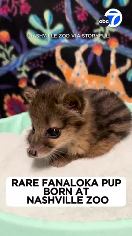 Too cute! Nashville zoo welcomes a rare fanaloka pup, weighing just a quarter of a pound. 😍